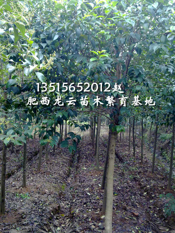 ��ҶŮ�ꡢ��������Ҷ�����������ޱ�����ꡢ�ϻ�������