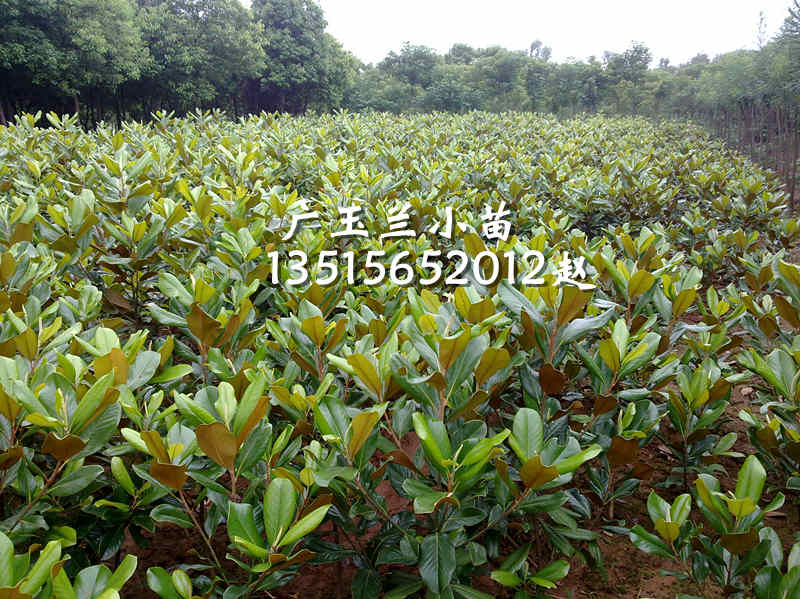 ���չ��������硢��Ҷ���ҶŮ�ꡢ��������ޱ�����ꡢ������ˮɼ����