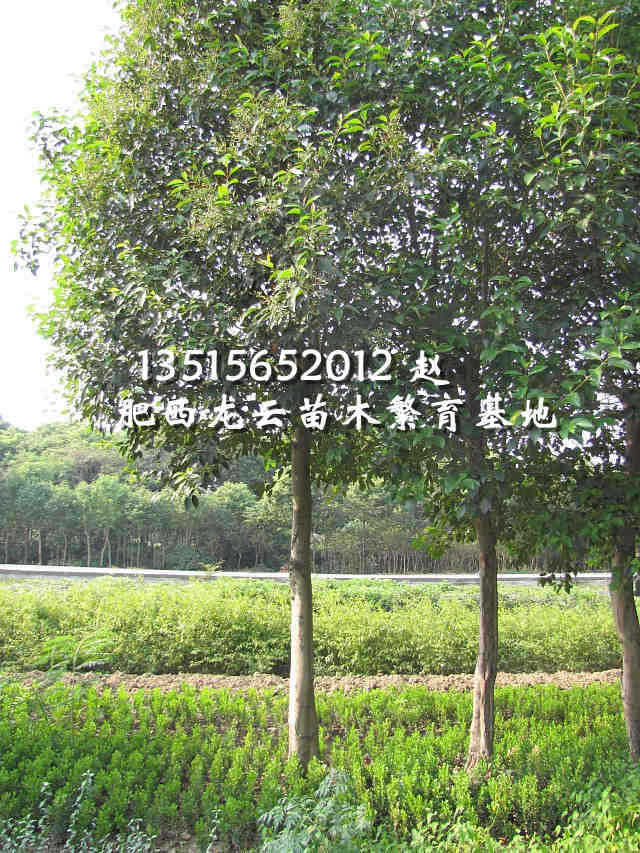 ���մ�ҶŮ�ꡢ��Ҷ���������ޱ�����ꡢʯ骡�����