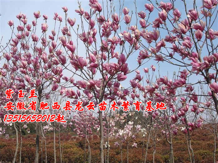 ����������Ҷ���ҶŮ�ꡢ��������ޱ�����ꡢ������������