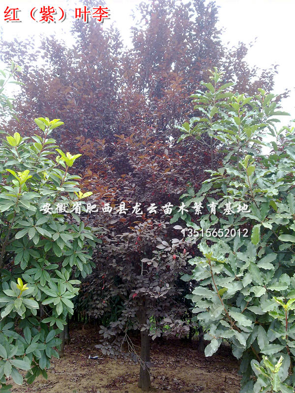 ���պϷʺ�Ҷ���ҶŮ�ꡢ���ꡢ��ޱ�����Ƿ㡢���ҡ���ͩ�����ľ