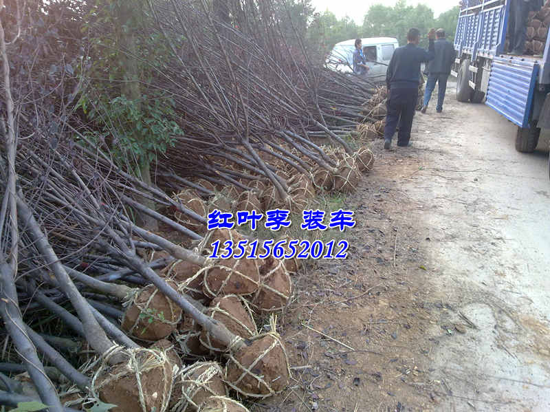 ���շ�����Ҷ���ҶŮ�ꡢ���������ꡢ���Ƿ㡢��������ޱ