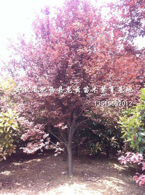 ��Ҷ���ҶŮ�ꡢ���ꡢ���Ƿ㡢��ޱ��������������