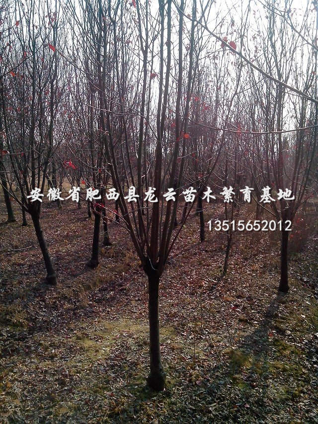 ��Ҷ���ҶŮ�ꡢ���ꡢ���Ƿ㡢��ʯ骡��ľʯ�