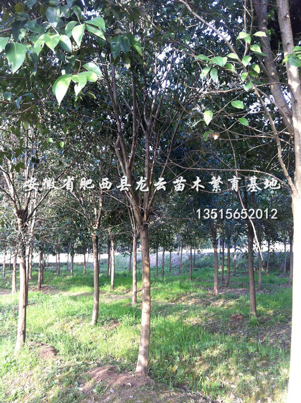 ��ҶŮ�ꡢ��Ҷ����ꡢ���Ƿ㡢�������𻨡�������