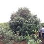 ���շ���ʯ骡���ʯ骡�����ʯ骹�Ӧ��