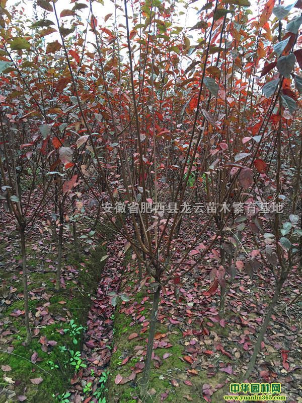 ��Ҷ��С�硢��Ҷ��2-6���֡�����5���