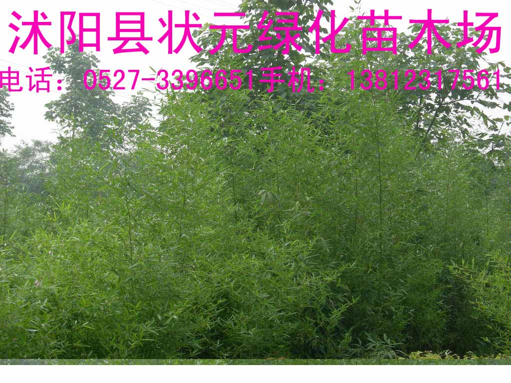 ��������������԰�񡢸��񡢵���ë��