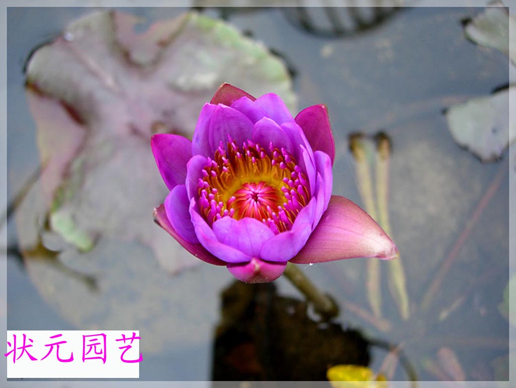 ���Ͳݱ�����--���˽��������콶����β��