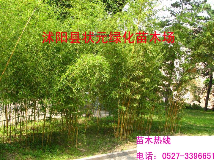 ����--�ƽ��񡢷����������԰�񡢴�Т��