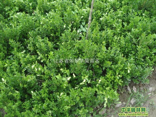 СҶ����