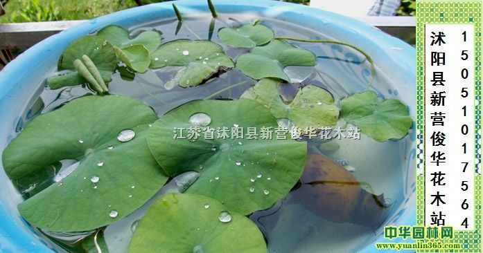 ˮ��ֲ������,˯��,�ɻ�,������,ˮ���β
