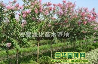 ��ޱ����Ҷ���ҶŮ�ꡢ��������ͩ�����������