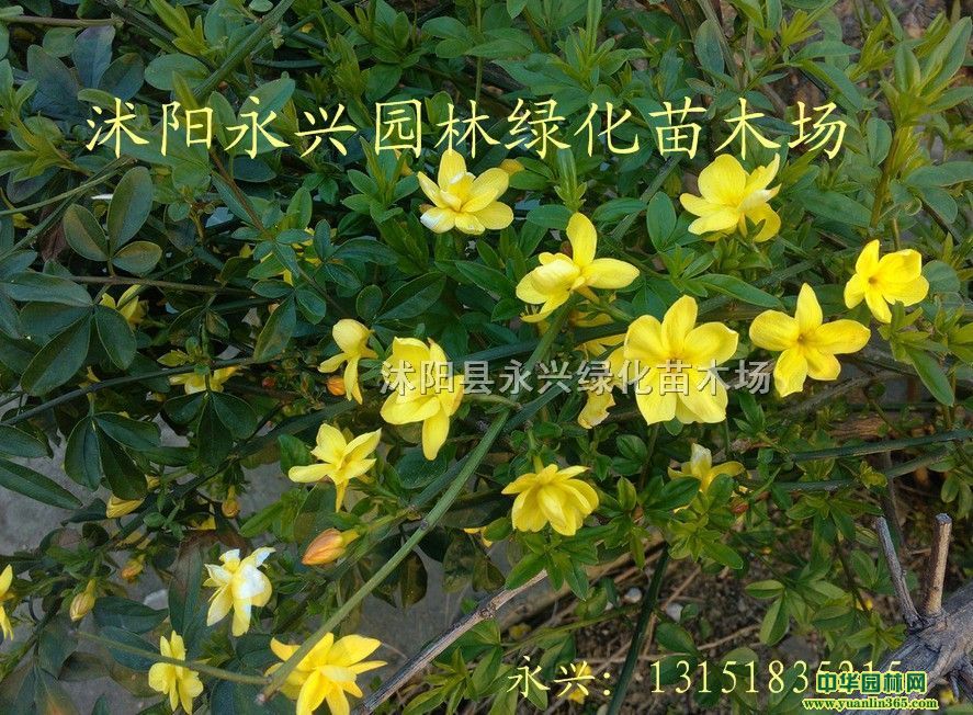 ӭ����ӭ������ӭ����