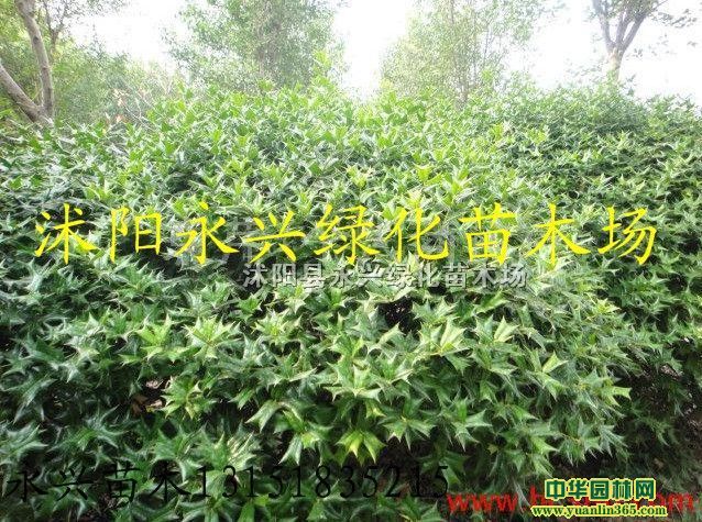�д̹������޴̹�����