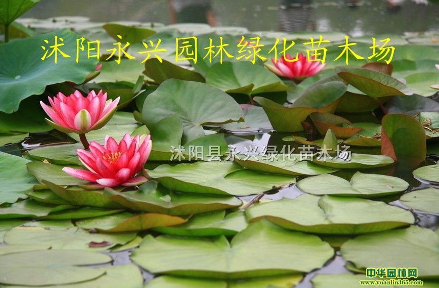 �ɻ���˯����ˮ�С����ѡ�����