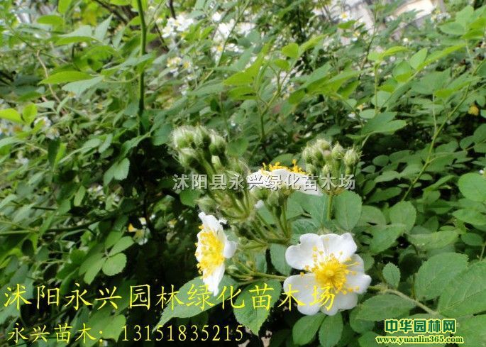 �޴�Ǿޱ���컨Ǿޱ���¼�