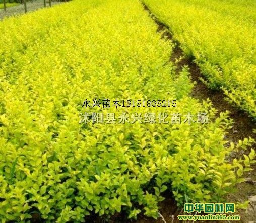 ��ҶŮ�ꡢ��ҶС�ޡ�СҶ������顢�����١��Ứ�¼�����ľ