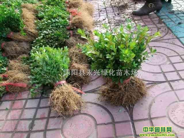 СҶ��������硢СҶ����С�硢СҶ���СҶ������