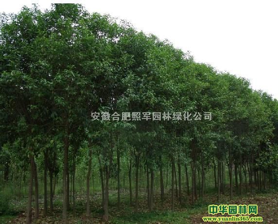 ��ҶŮ��,��ޱ,����,��Ҷ��,��,������,����