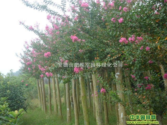 ����,��Ҷ��,��ҶŮ��,��,�컨��ľ,��ޱ,����