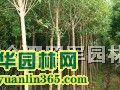 ��ޱ����������ҶŮ�ꡢ��Ӣ����Ҷ��������컨��ľ
