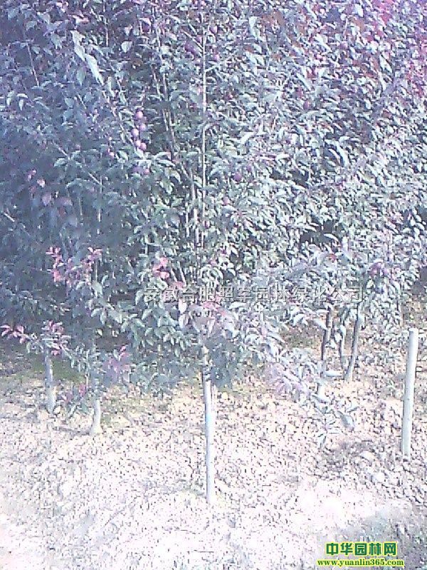�𻨡���ޱ����ҶŮ�ꡢ��Ҷ����Ƿ㡢��������鷡����ܵ���ľ