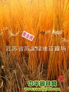 江苏省苏北绿地苗圃场