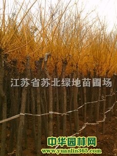 �ƽ𻱡���ҶŮ�ꡢ���㡢��Ҷ÷������