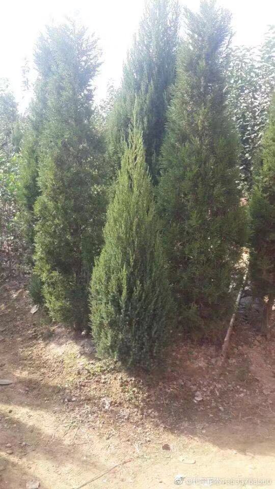 ����������С�硢����1-2�׸�����������������������