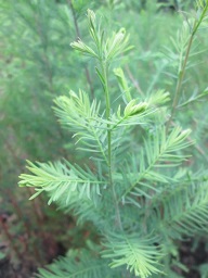 ��80-130����ɼС��