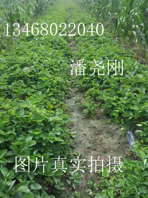 ��ݮ����Ҷһо����ݮ�硢��ֲ����