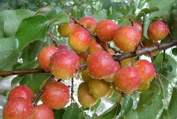 硢