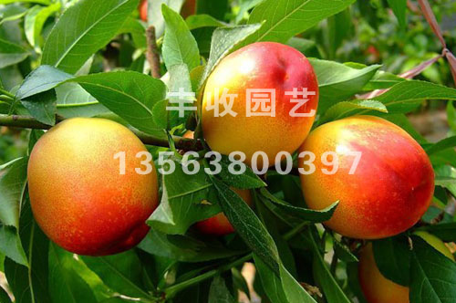 �����硢��������