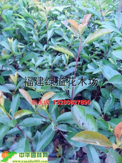 ��Ҷʯ�
