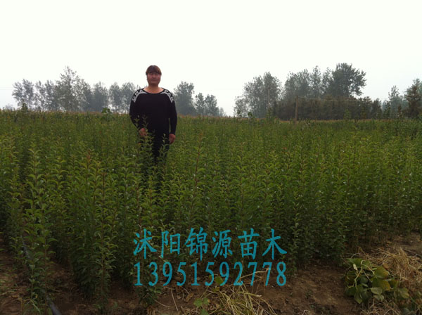 �߸�Ů���硢�����硢�ϻ��硢���������ľ