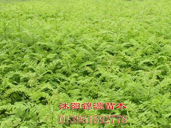 ���뻱�硢���뻱