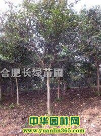 ���պ���ޱ����Ҷ���ҡ���÷����Ҷ��컨ľ�ȡ������Ͼ�