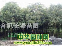 ��ҶŮ�ꡢˮɼ���ϻ���������ʯ骡���ʯ骡���Ҷ����