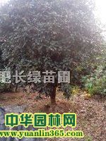 �����Ҷ���������Ҷ���ҡ���ޱ��ӣ��