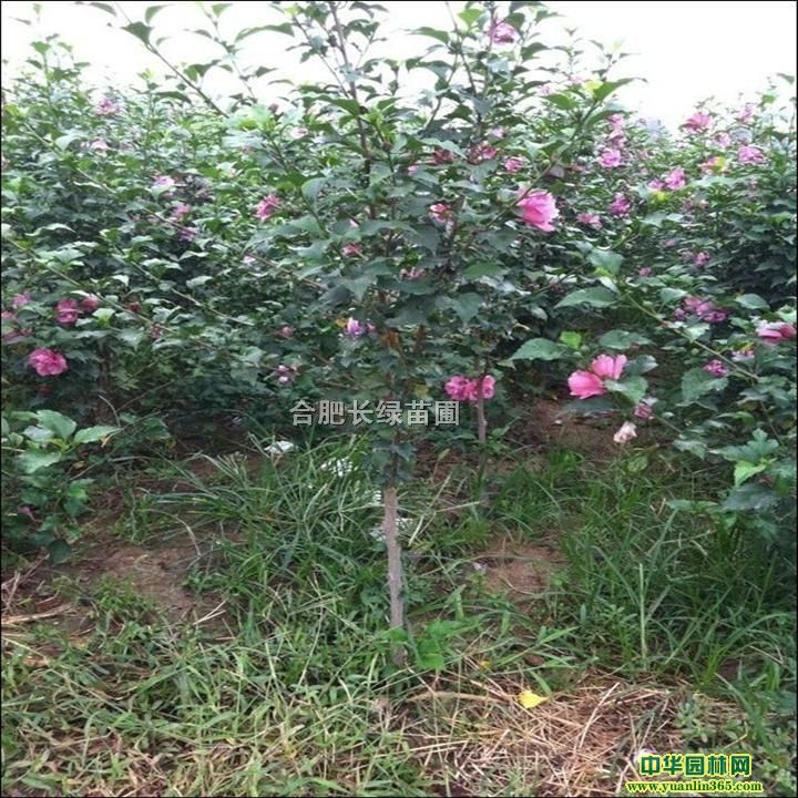 �컨ľ�ȡ������Ͼ�����ʯ�񡢴�����ޱ