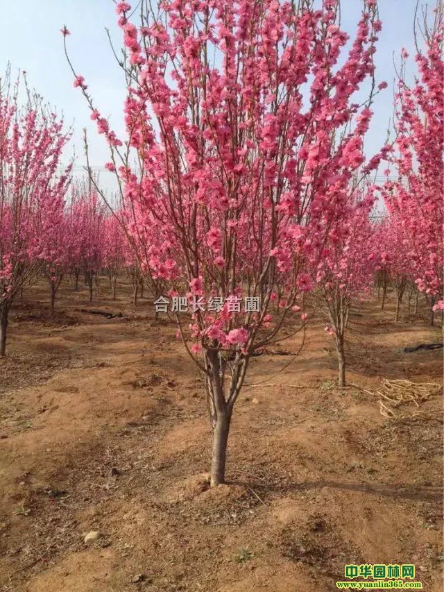 ���պ�Ҷ���ҡ��������ˡ����պ컨ľ�ȡ������Ͼ��������¼�