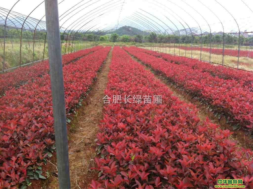 ���շ�������С���Ҷʯ骡��컨��ľ����Ҷ�����ɭŮ��