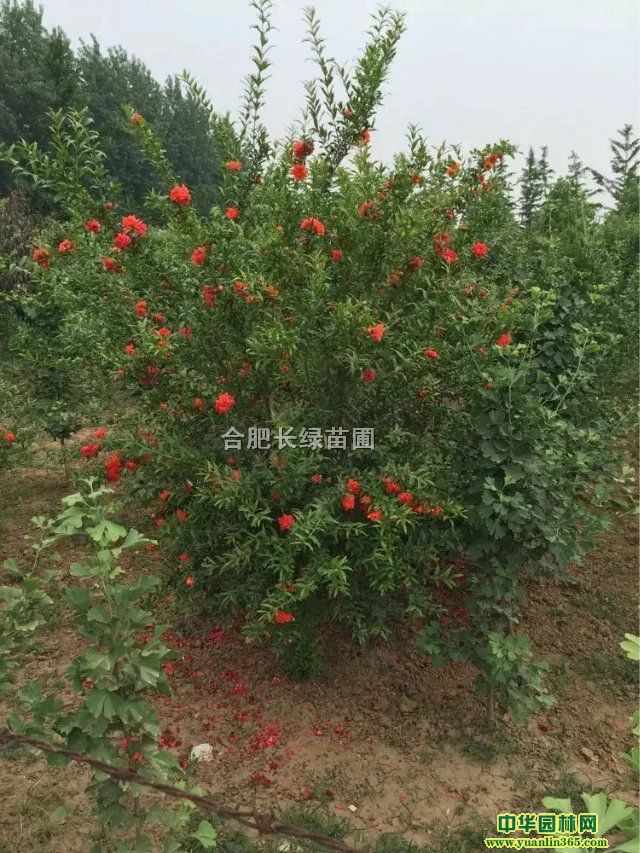 p80-200cm��ʯ�񡢴����Ͼ���ľ�ȡ���÷����÷�۸�