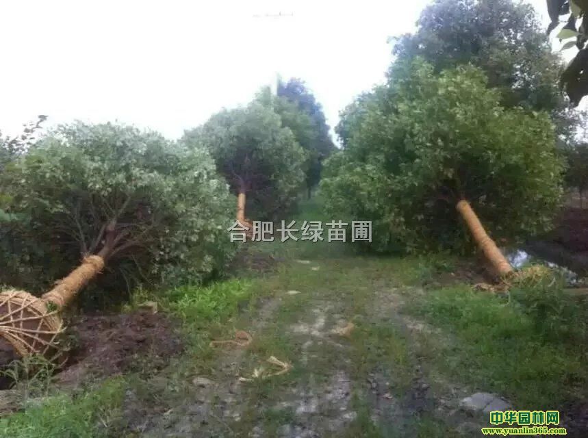 ���պϷʾ�Ʒ�����׾�2-15���ּ۸񡢷�������������ͼƬ