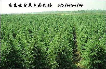 ѩ����������Ů�����ľ-���ڽ���