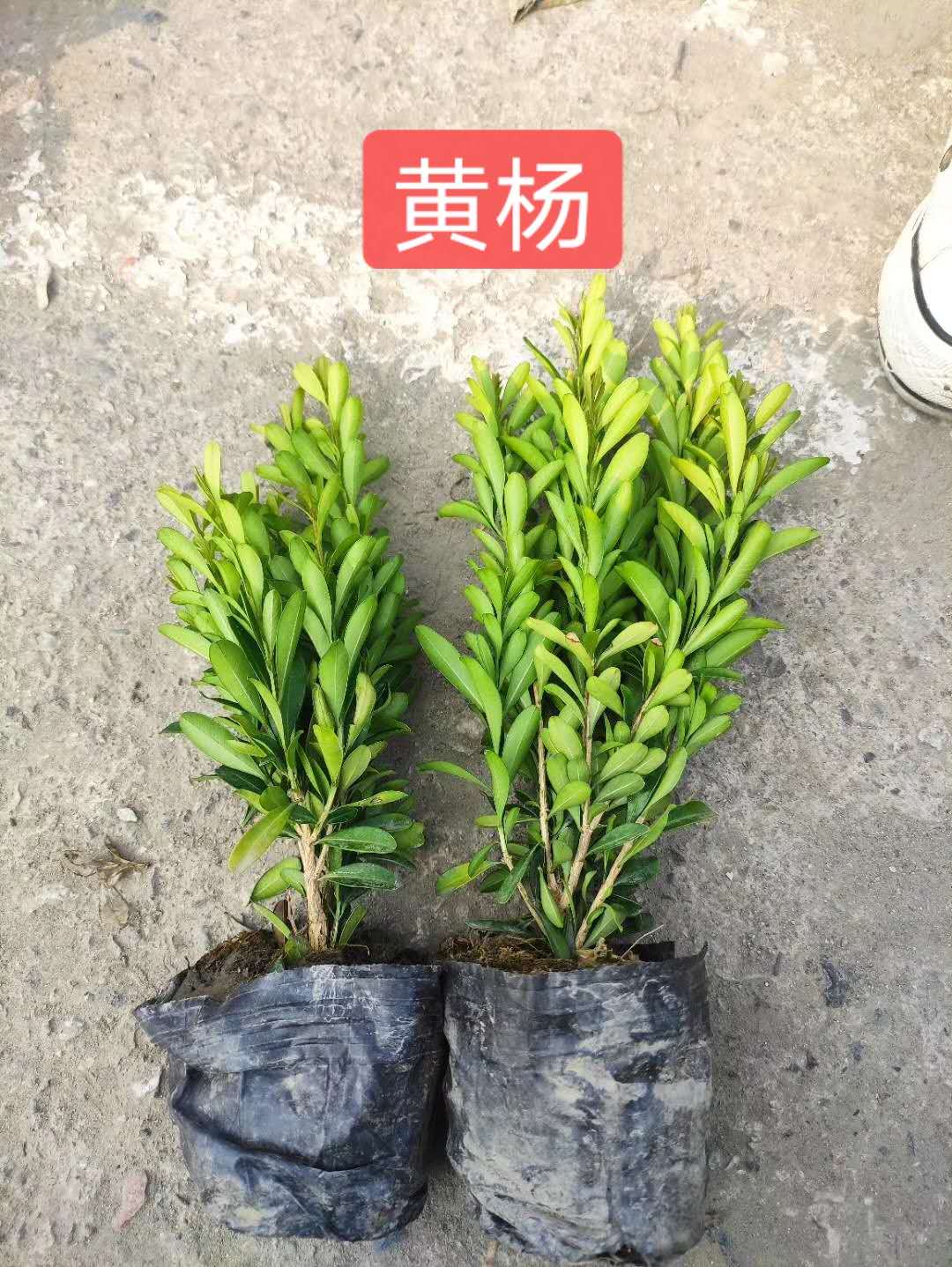 ����