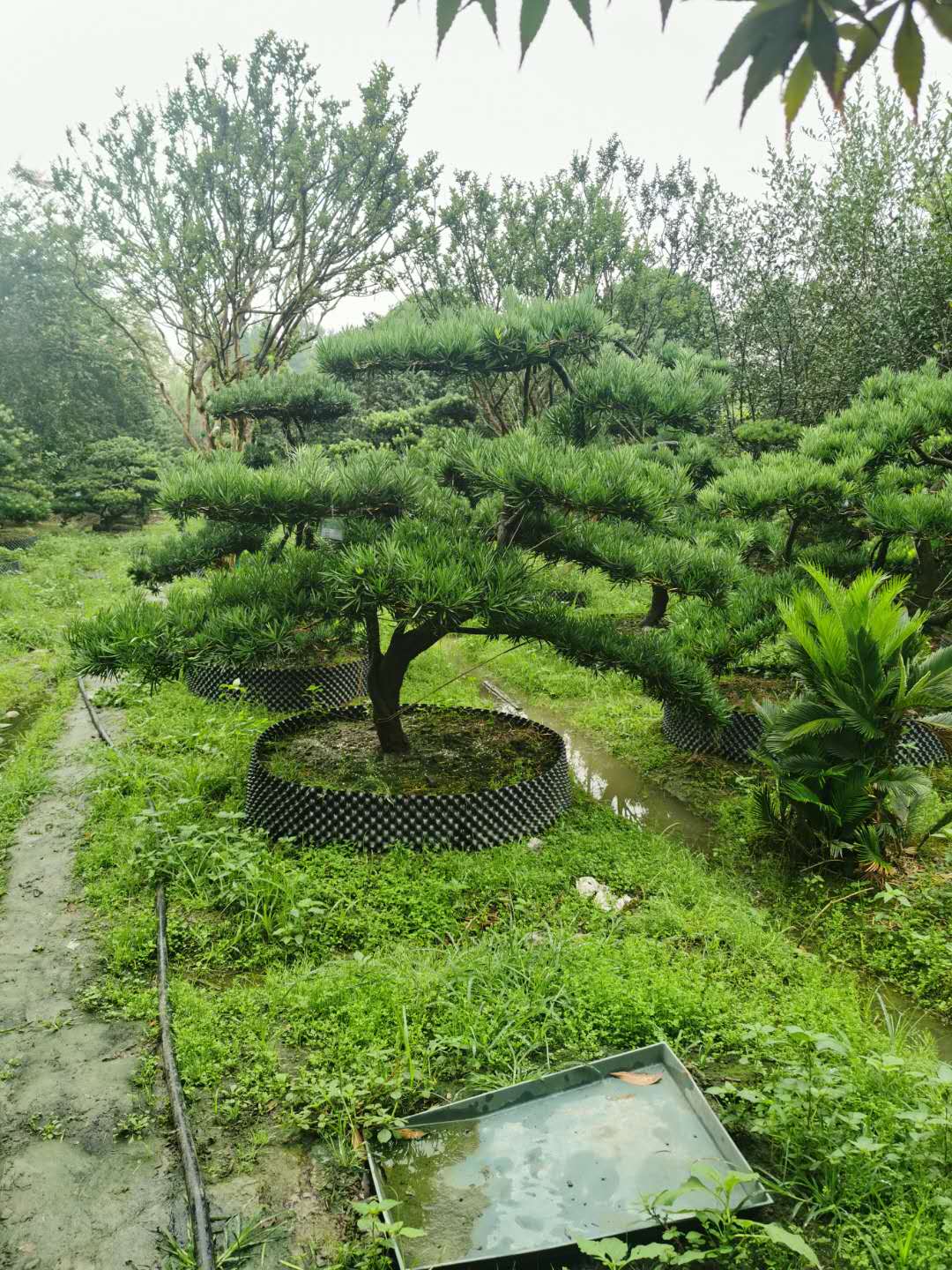 �޺���