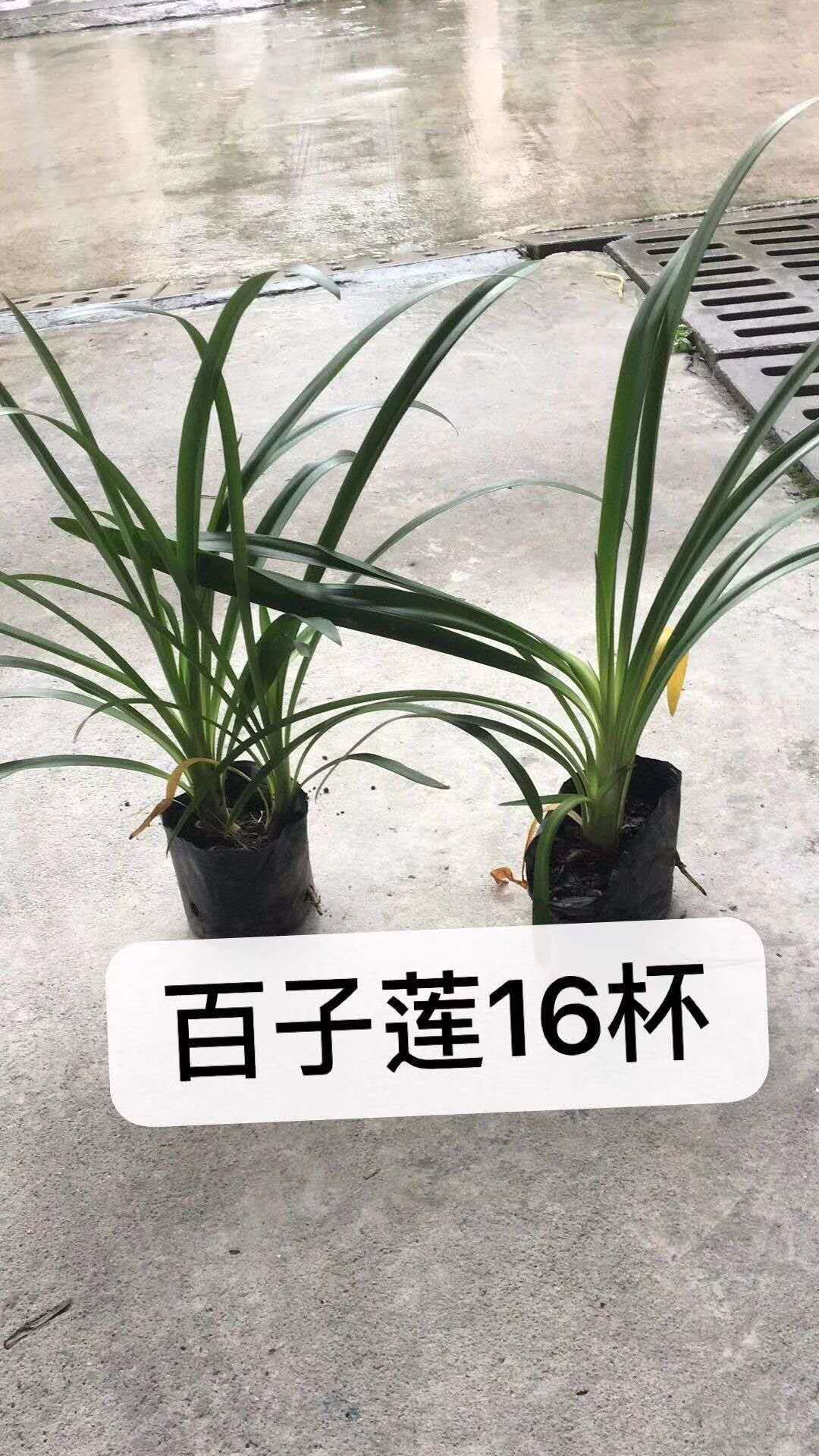 ������