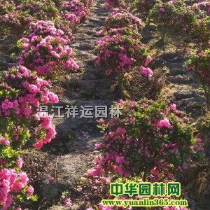 春鹃
